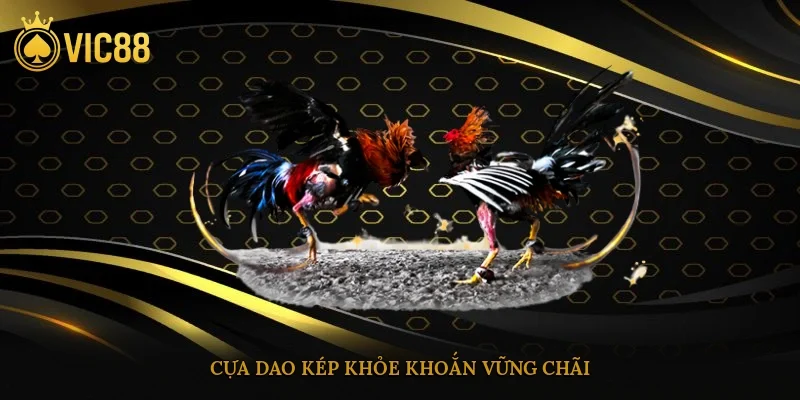 Cựa dao kép khỏe khoắn vững chãi