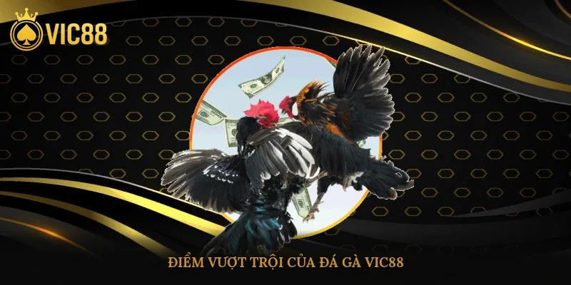 Điểm vượt trội của đá gà vic88