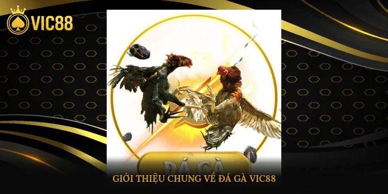 Giới thiệu chung về đá gà vic88