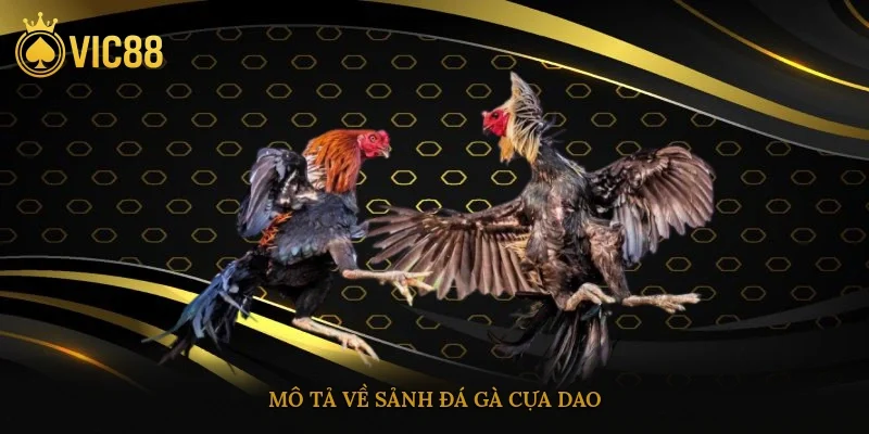 Mô tả về sảnh đá gà cựa dao
